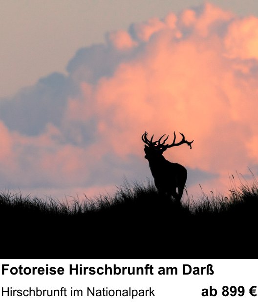 Experimenteller Fotoworkshop – Fotoreise Hirschbrunft am Darß und Hirschbrunft im Nationalpark