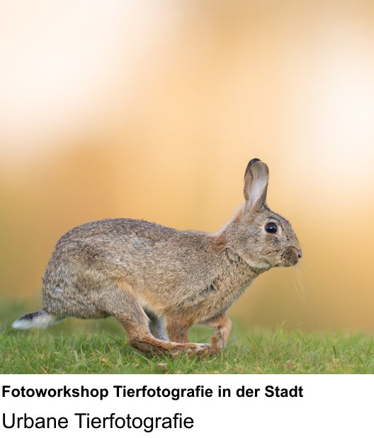 Intensiver Fotokurs zu Fotoworkshop Tierfotografie in der Stadt in Heidelberg