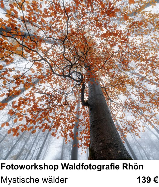 Experimenteller Fotoworkshop – Fotoworkshop Waldfotografie Rhön und Mystische wälder