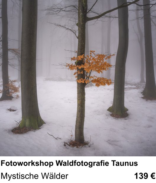 Experimenteller Fotoworkshop – Fotoworkshop Waldfotografie Taunus und Mystische Wälder