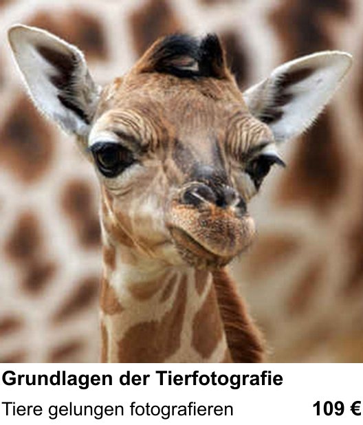 Intensiver Fotokurs zu Grundlagen der Tierfotografie in Heidelberg