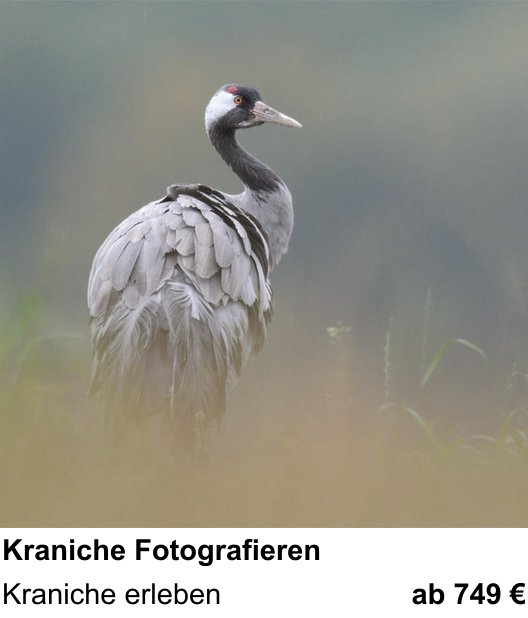 Experimenteller Fotoworkshop – Kraniche Fotografieren und Kraniche erleben
