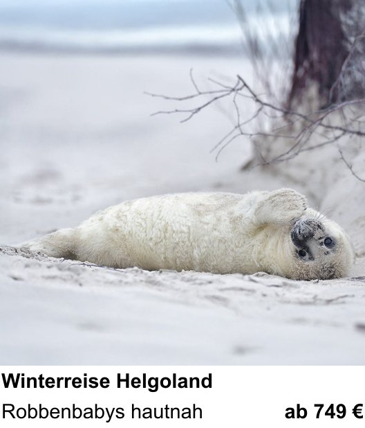 Experimenteller Fotoworkshop – Robbenfotografie auf Helgoland und Robbenbabys hautnah