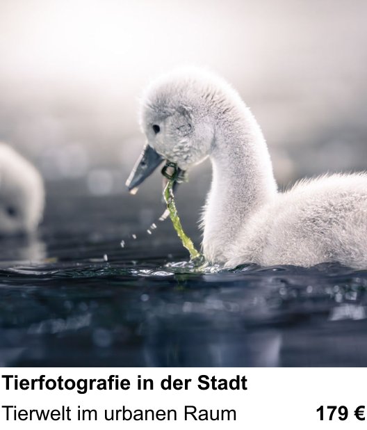 Intensiver Fotokurs zu Tierfotografie in der Stadt in Heidelberg