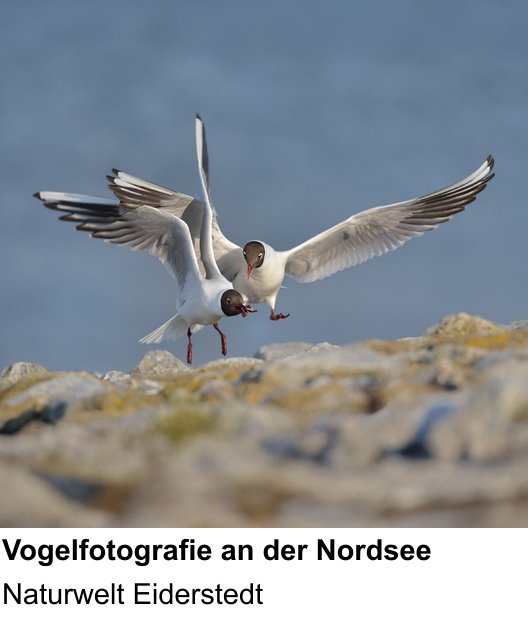 Experimenteller Fotoworkshop – Küstenvögel und Landschaft an der Nordsee und Naturwelt Eiderstedt