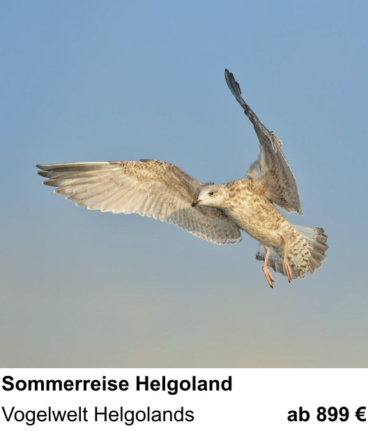 Experimenteller Fotoworkshop – Naturfotografie auf der Hochseeinsel und Vogelwelt Helgolands