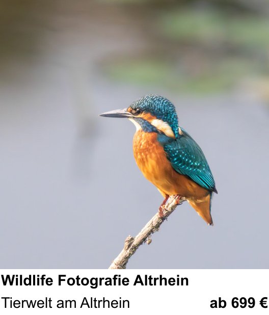 Experimenteller Fotoworkshop – Wildlife Fotografie Altrhein und Tierwelt am Altrhein
